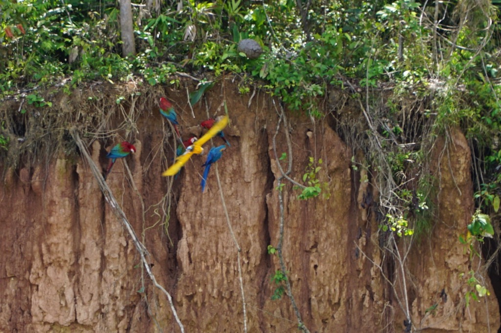 Macaws at the Clay Lick