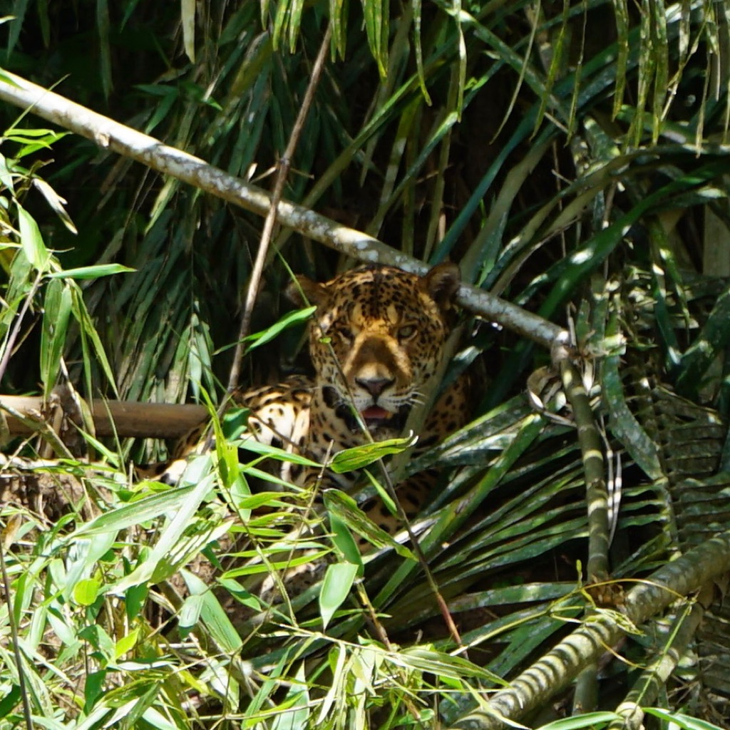 Jaguar in shade